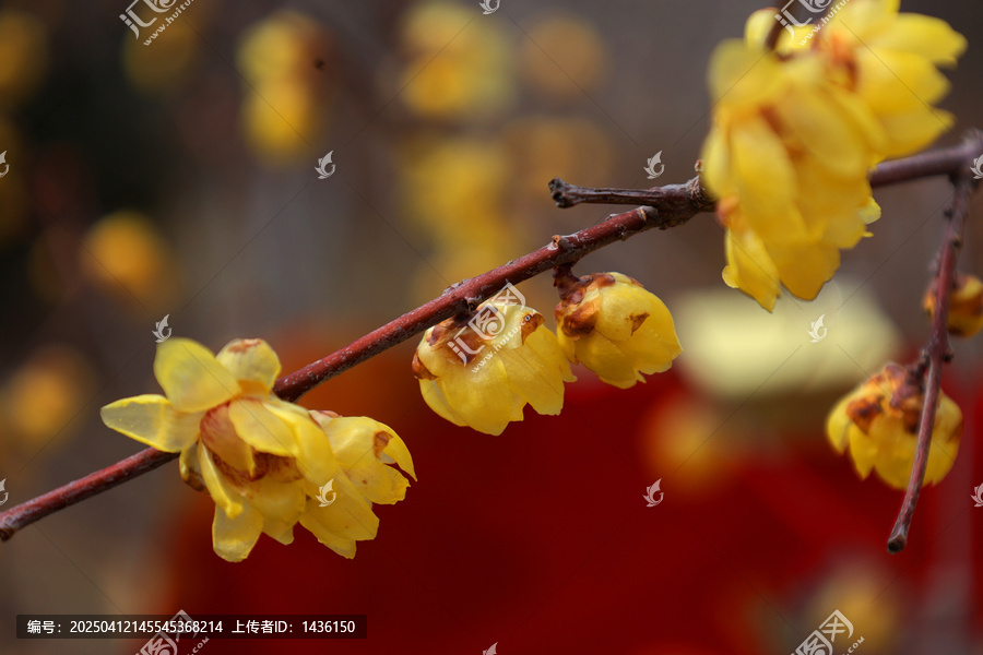 盛开的腊梅花