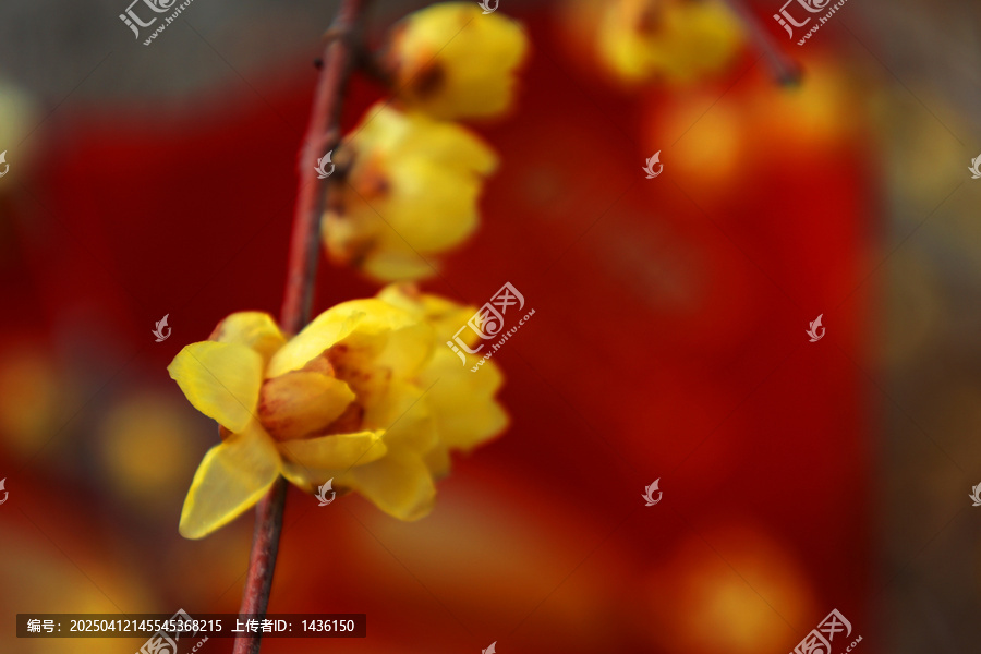 初春的腊梅花
