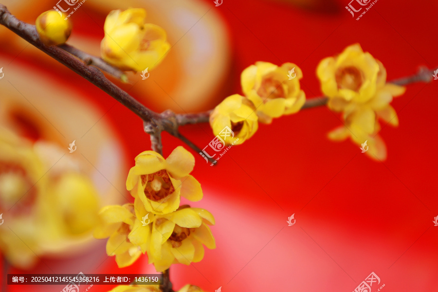 黄色腊梅花盛开