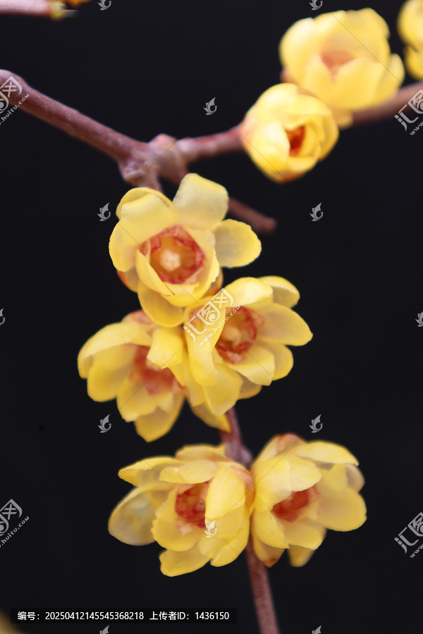 黄色腊梅花
