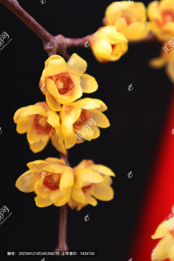 腊梅花盛开