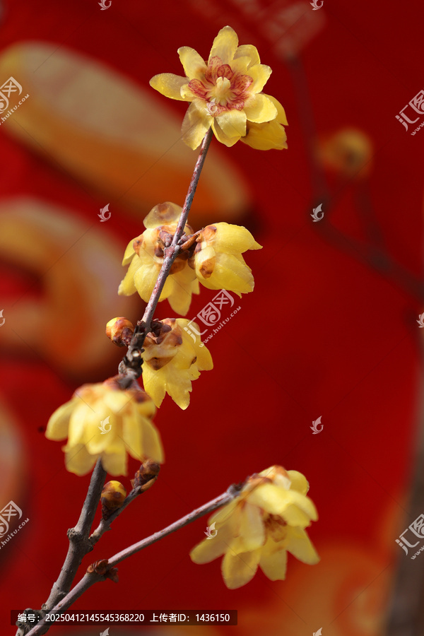腊梅花盛开