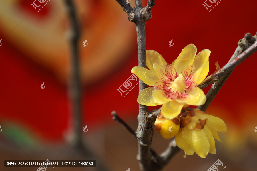 腊梅花