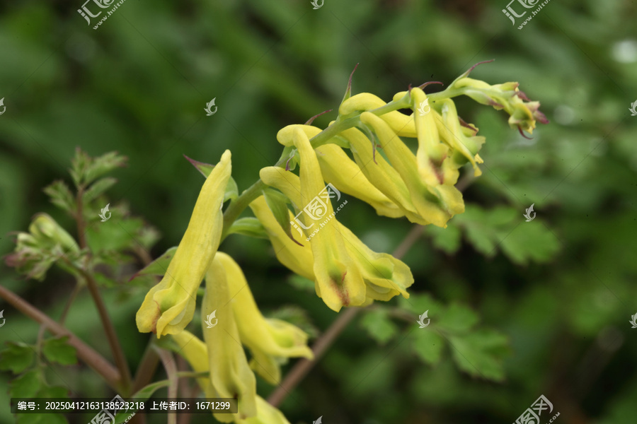 黄堇花