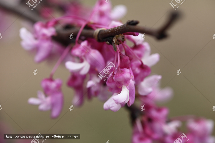 紫荆
