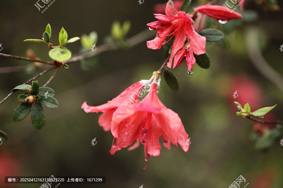 杜鹃花