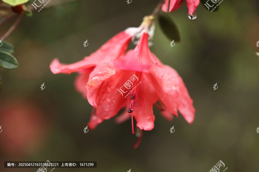 杜鹃花