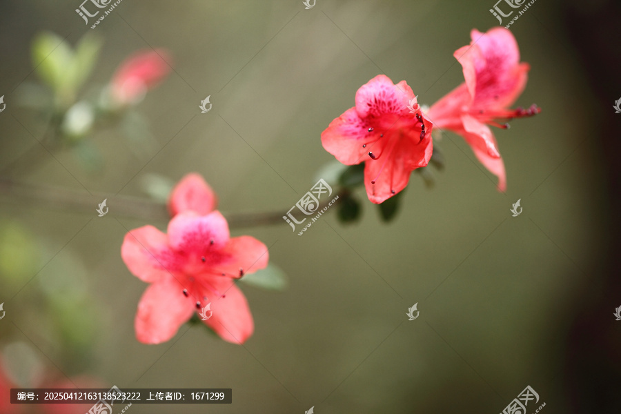 杜鹃花