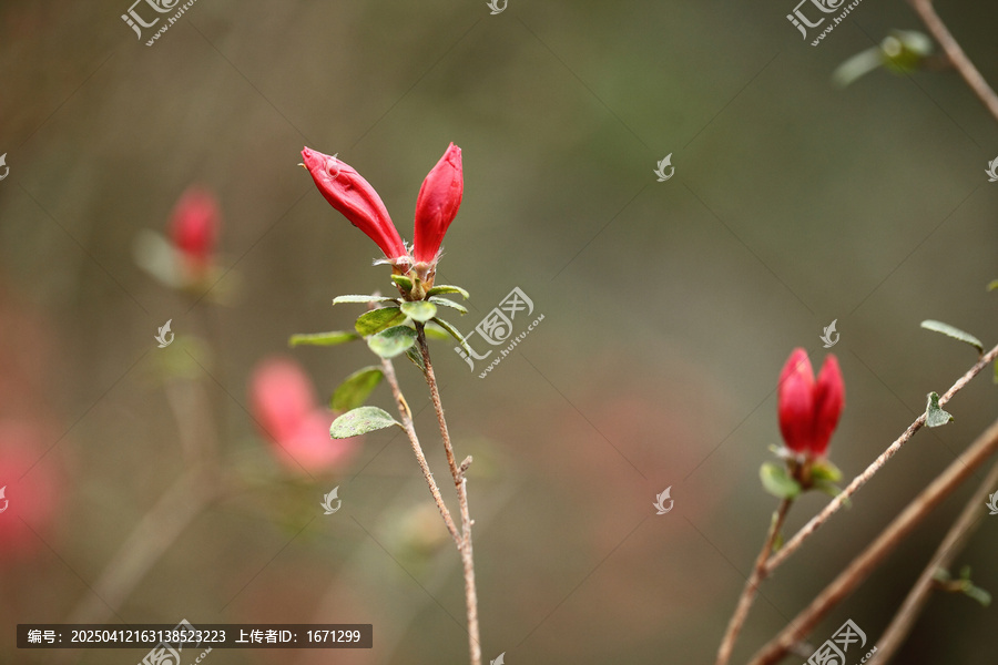 杜鹃花