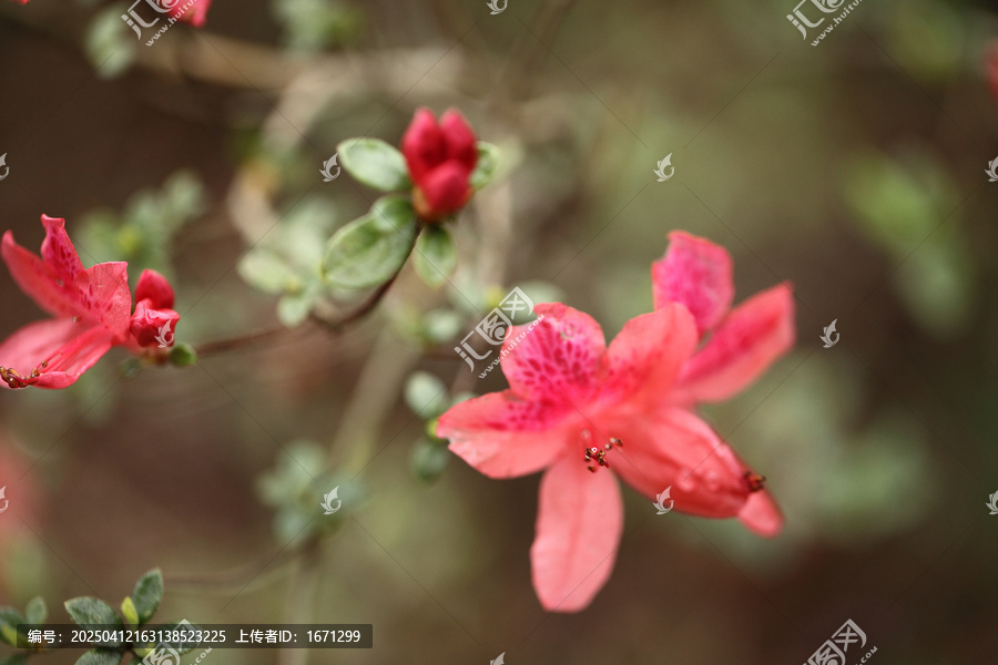 杜鹃花