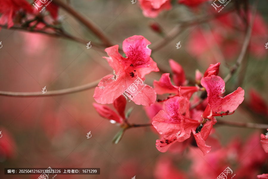 杜鹃花