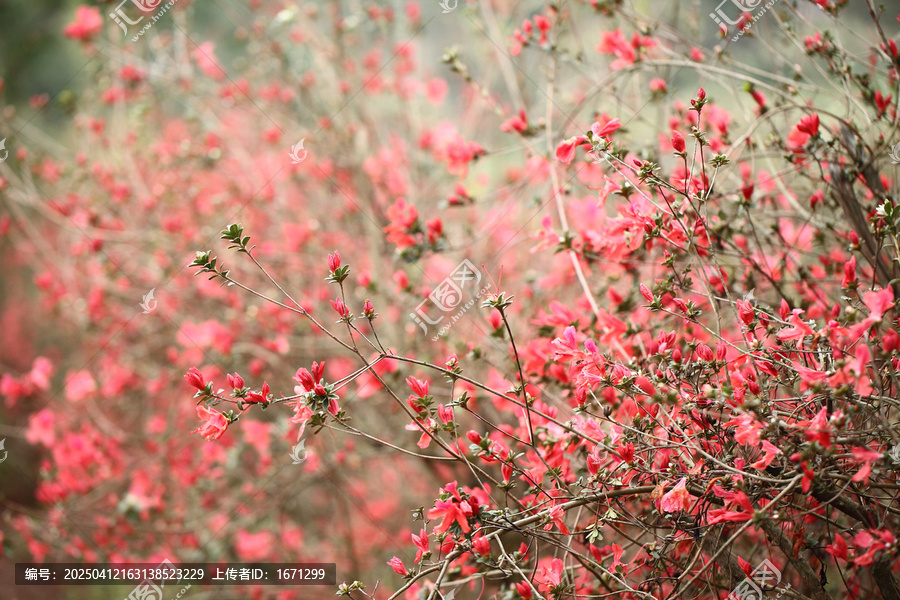 杜鹃花