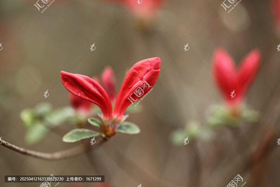 杜鹃花