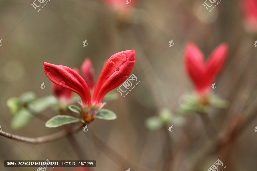 杜鹃花