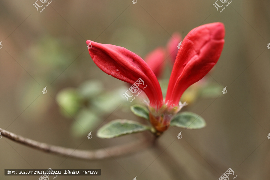 杜鹃花