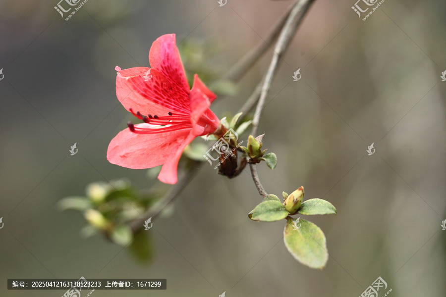 杜鹃花