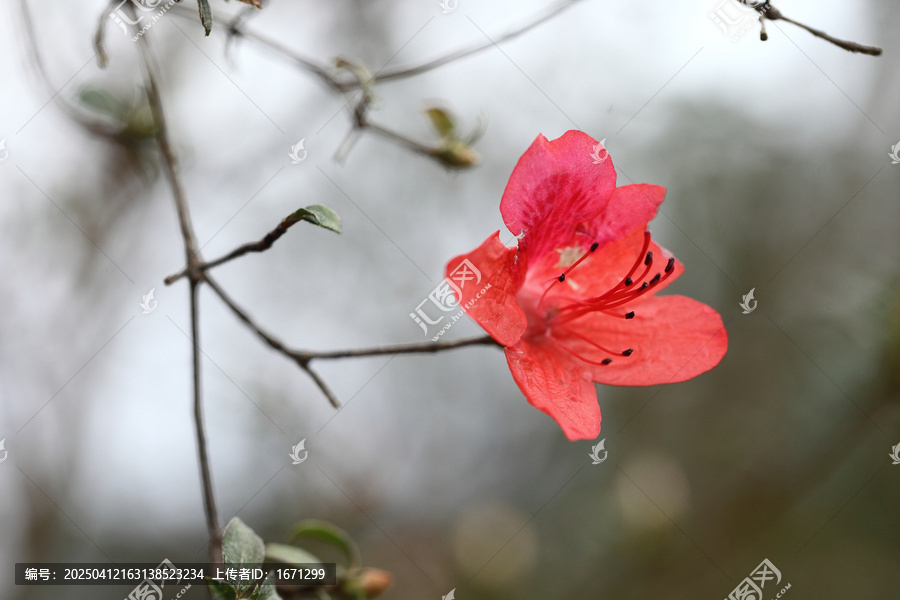 杜鹃花