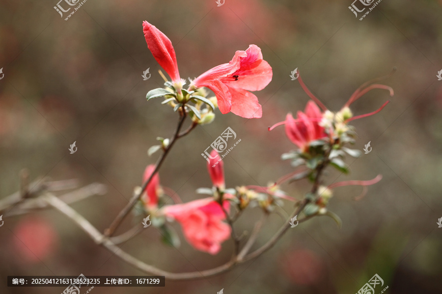 杜鹃花