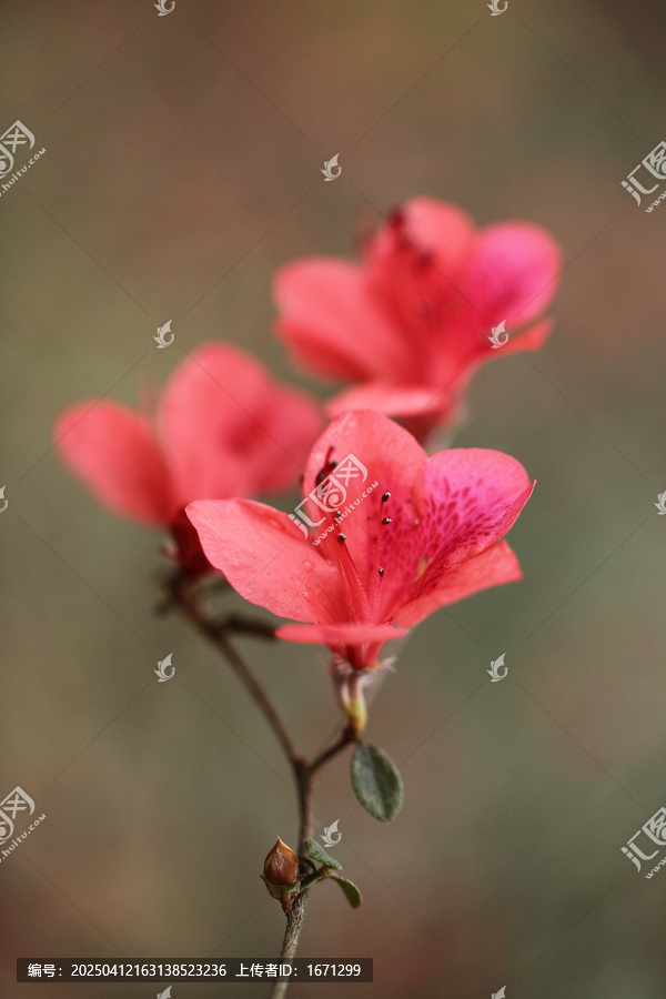 杜鹃花