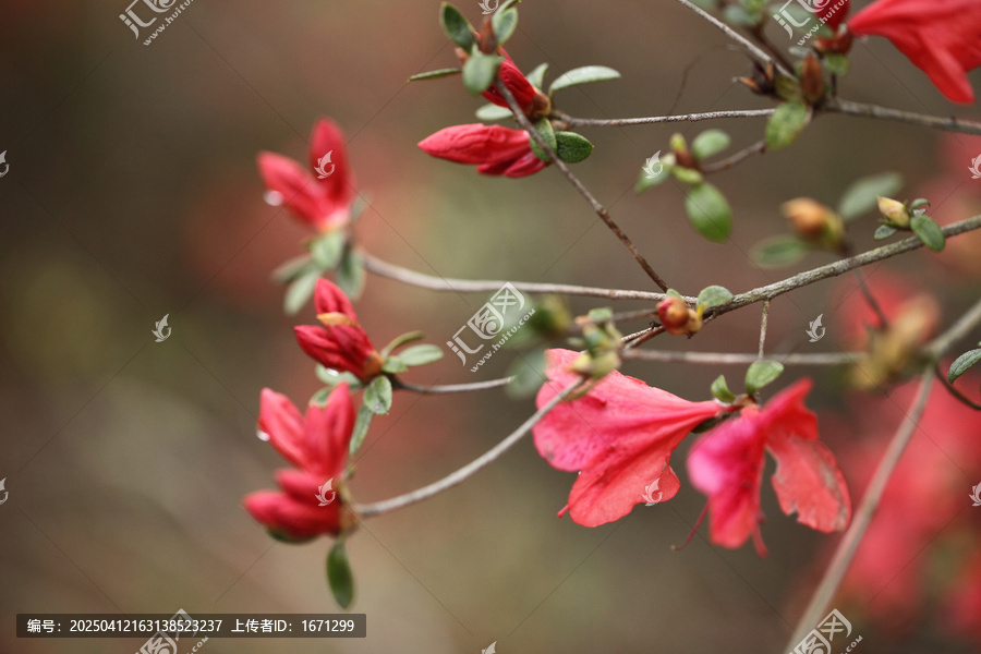 杜鹃花
