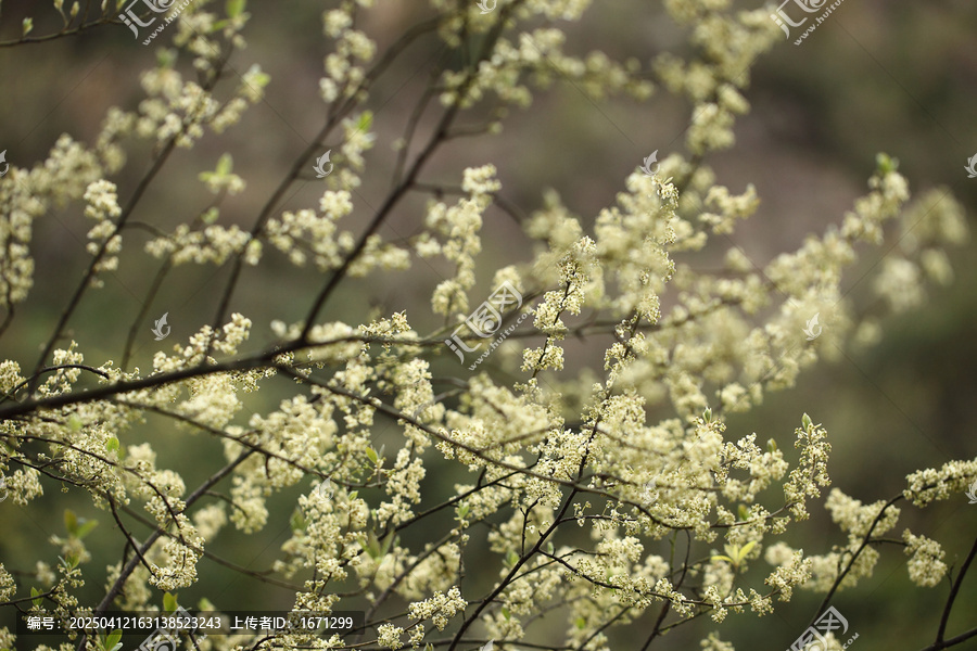 山鸡椒花