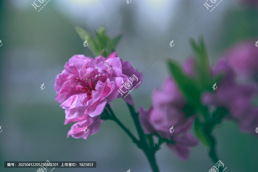 碧桃花