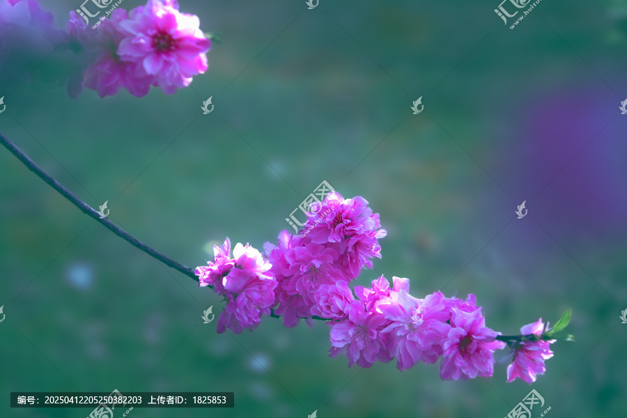 碧桃花