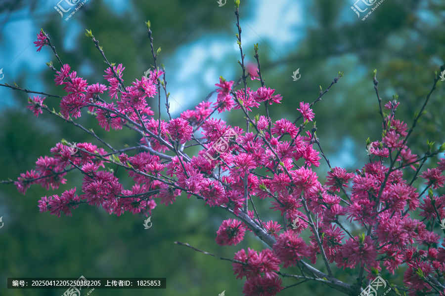 菊花桃