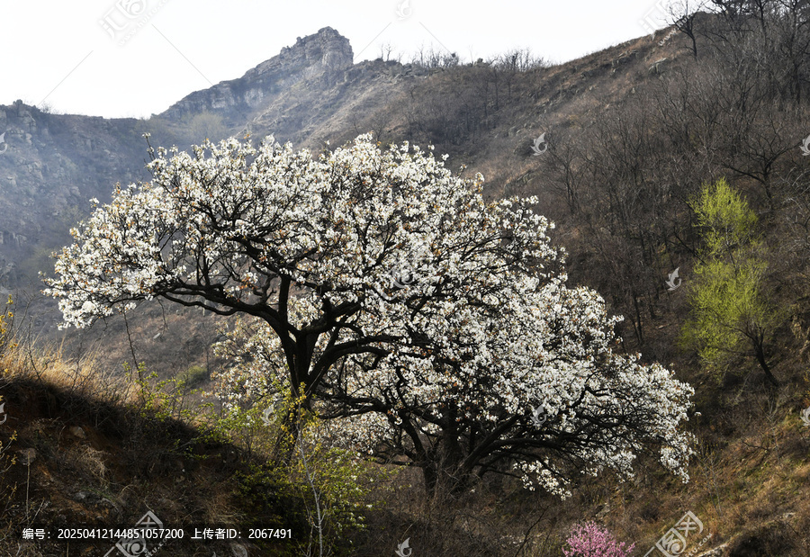 山东临沂平邑县观音山梨花