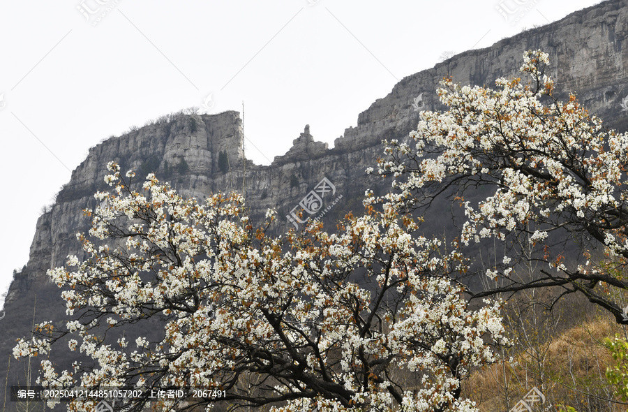 山东临沂平邑县观音山梨花