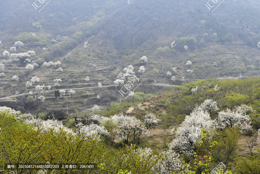山东临沂平邑县观音山梨花