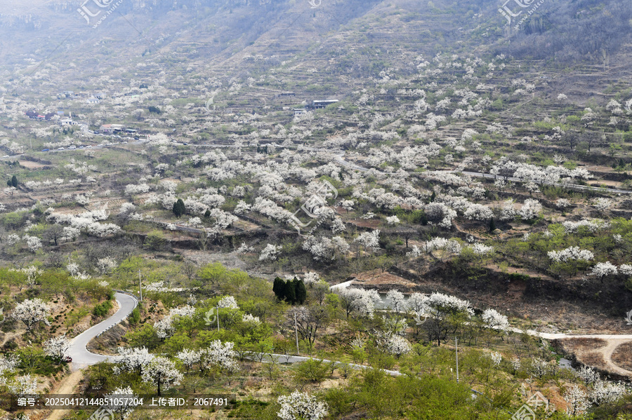 山东临沂平邑县观音山梨花
