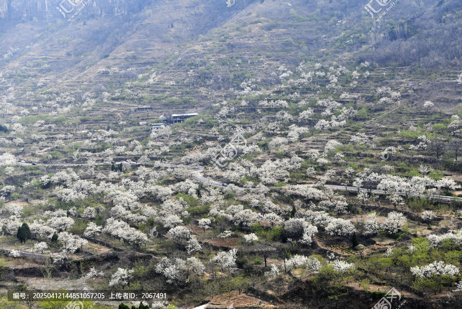 山东临沂平邑县观音山梨花
