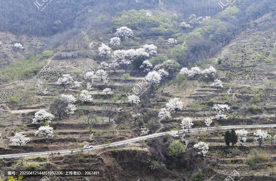 山东临沂平邑县观音山梨花