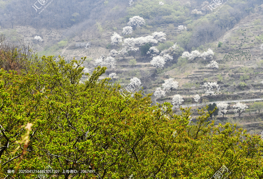 山东临沂平邑县观音山梨花