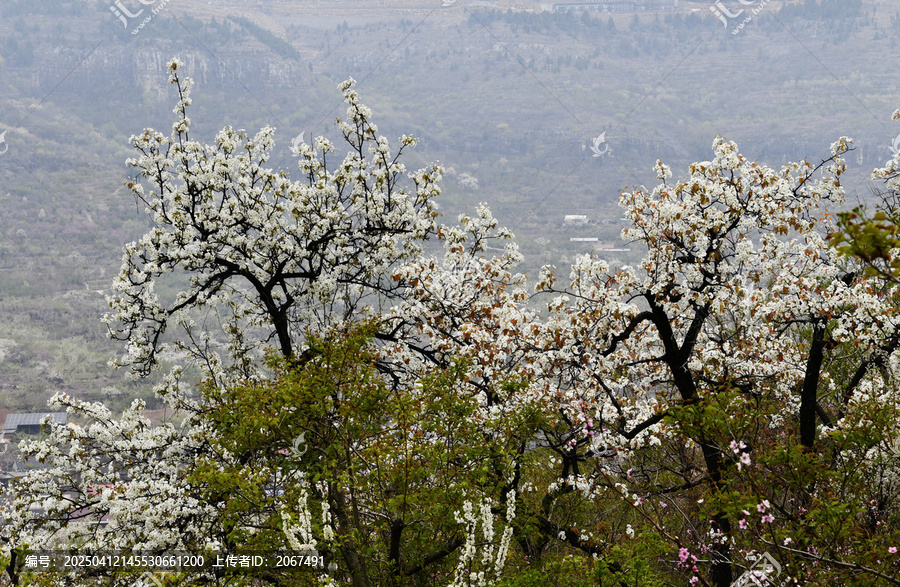 山东临沂平邑县九间棚景区梨花桃花