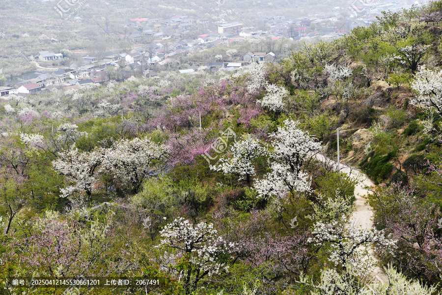 山东临沂平邑县九间棚景区梨花桃花