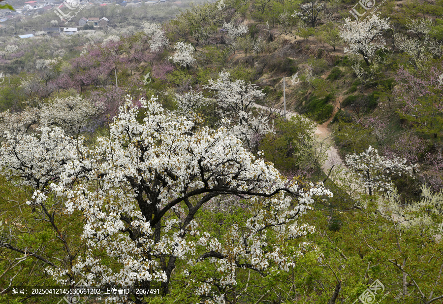 山东临沂平邑县九间棚景区梨花桃花
