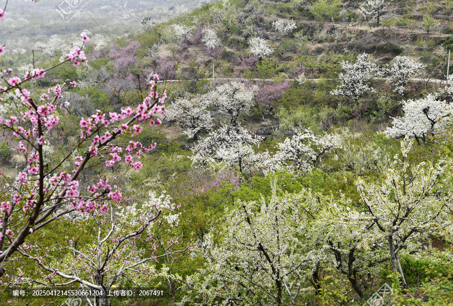 山东临沂平邑县九间棚景区梨花桃花