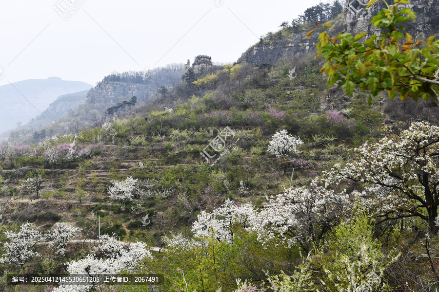 山东临沂平邑县九间棚景区桃花梨花