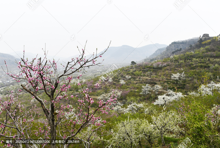 山东临沂平邑县九间棚景区梨花桃花