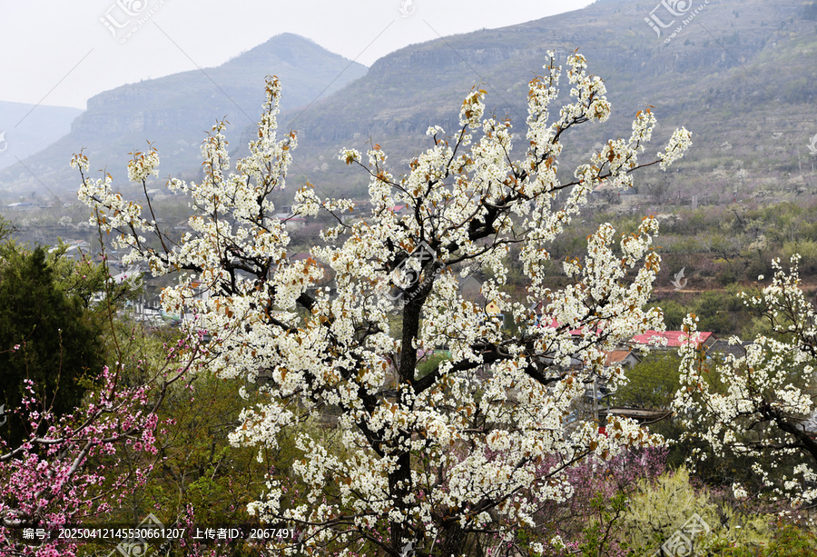 山东临沂平邑县九间棚景区梨花桃花
