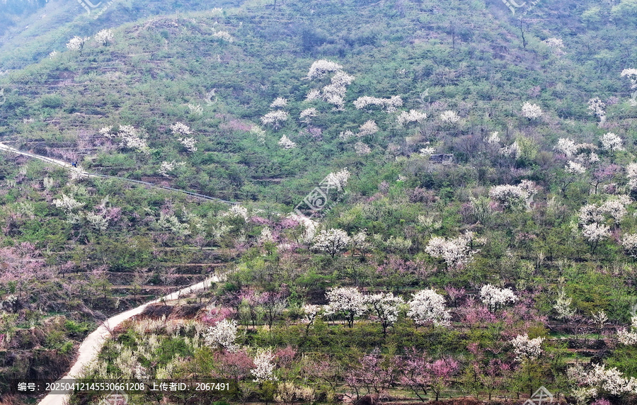 山东临沂平邑县九间棚景区梨花桃花