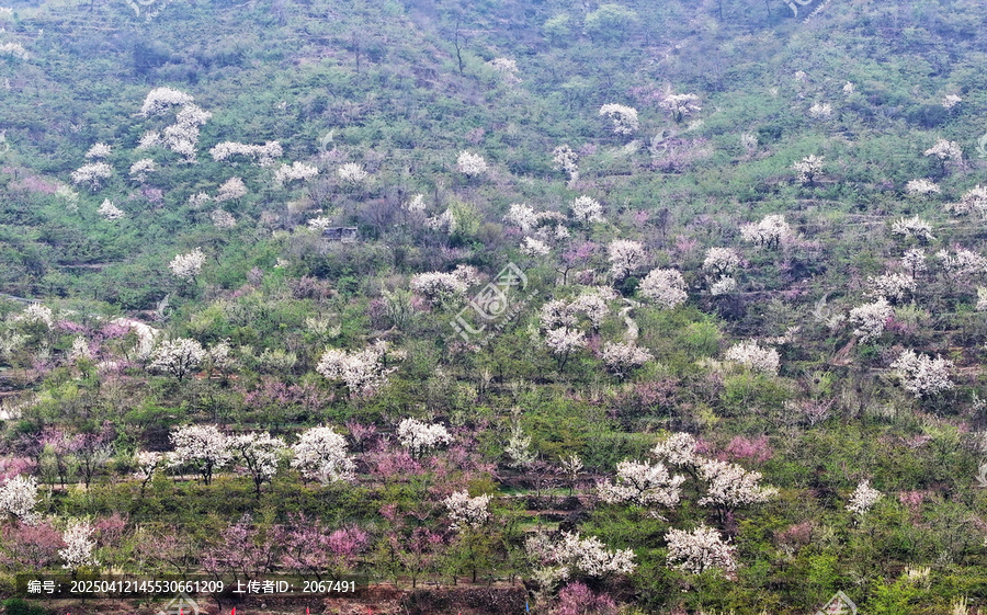 山东临沂平邑县九间棚景区梨花桃花