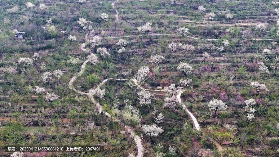 山东临沂平邑县九间棚景区梨花桃花