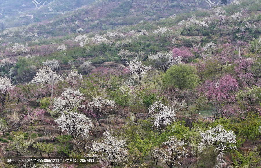 山东临沂平邑县九间棚景区桃花梨花