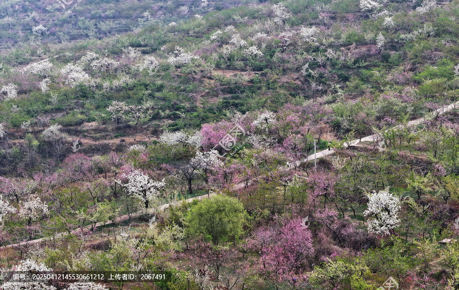 山东临沂平邑县九间棚景区桃花梨花