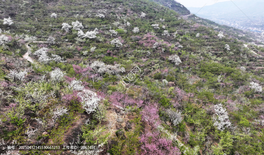山东临沂平邑县九间棚景区桃花梨花
