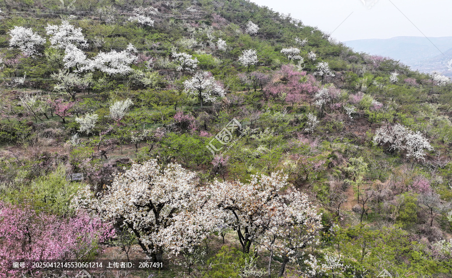 山东临沂平邑县九间棚景区桃花梨花