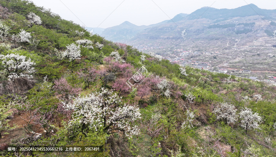 山东临沂平邑县九间棚景区桃花梨花